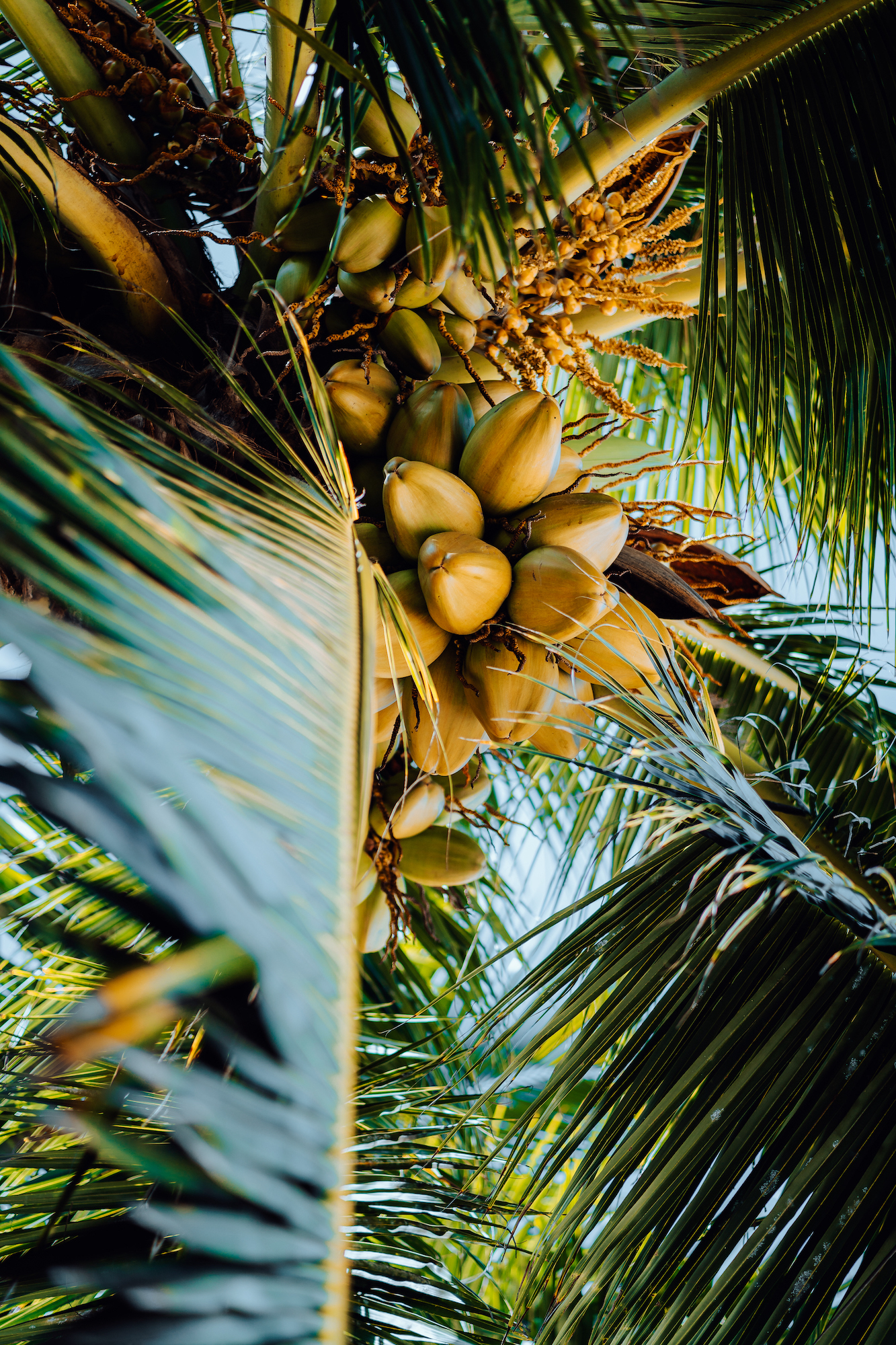 Fresh ripe coconut on the tree, coconut cluster on coconut tree. Palm tree branches.