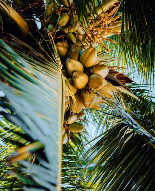 Fresh ripe coconut on the tree, coconut cluster on coconut tree. Palm tree branches.